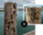 marine borers on wood at a dock